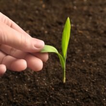 Fertilizer_Solutions