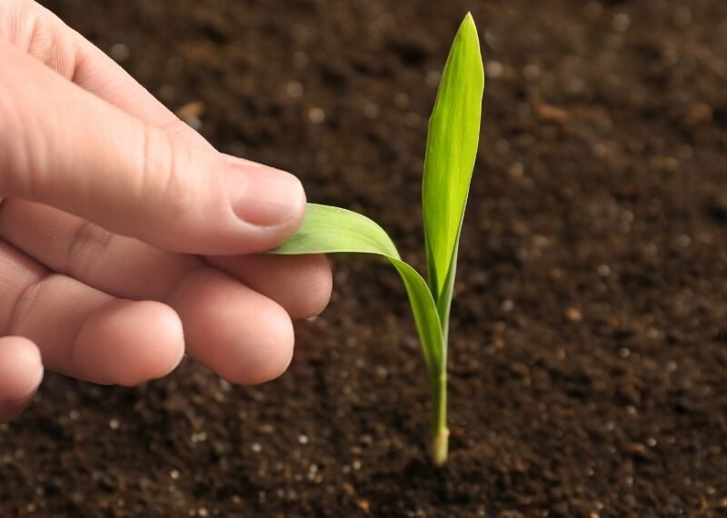 Fertilizer_Solutions